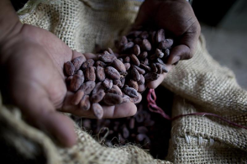 AFP | Cacao, otro “oro negro” en Venezuela.