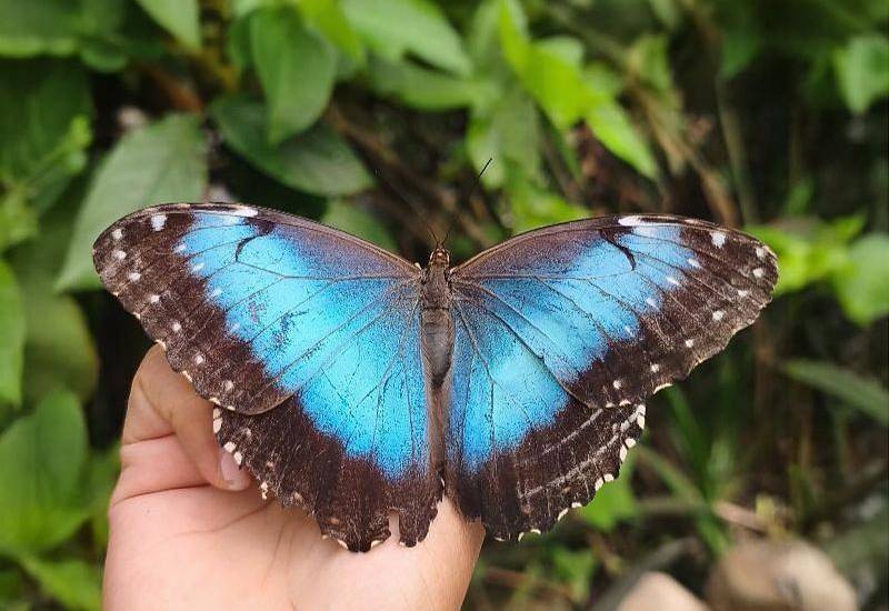 La casa de las mil mariposas