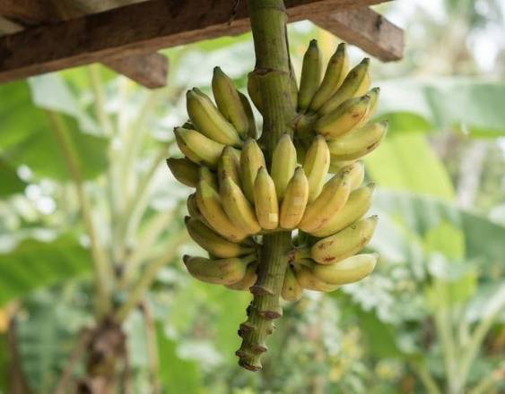 ML | Un racimo de banano listo para ser comercializado.