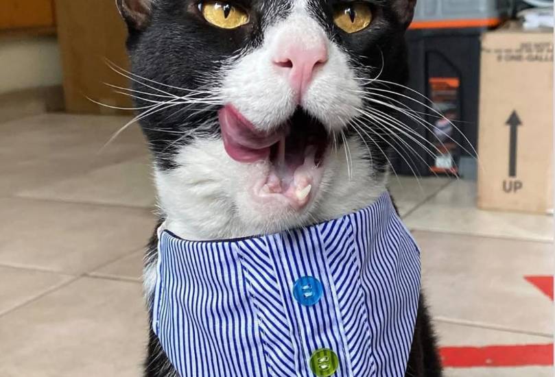 Atuendos típicos para mascotas, un emprendimiento que une tradición