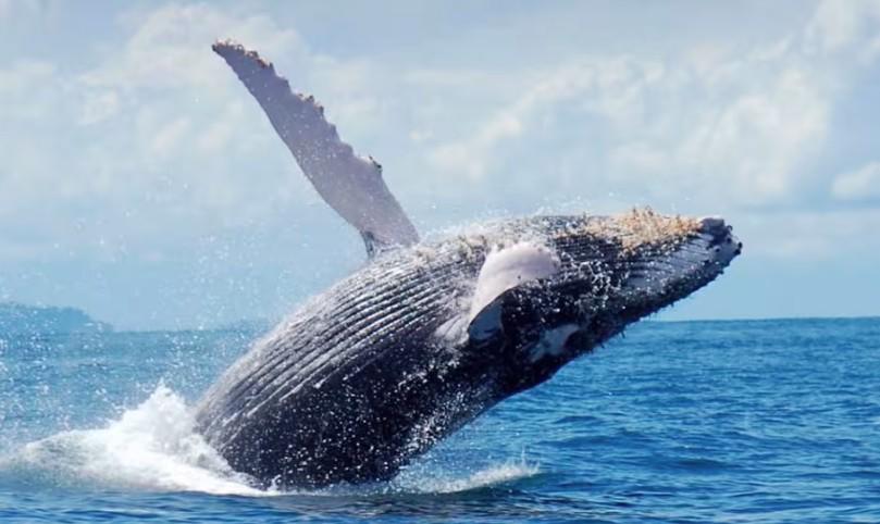 Panamá, el destino donde la selva, los ríos y el mar convergen