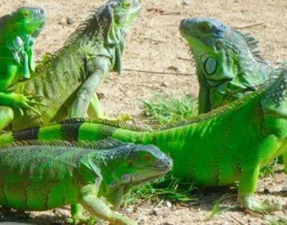 MiAmbiente | Imagen de cinco iguanas verdes en su hábitat natural.