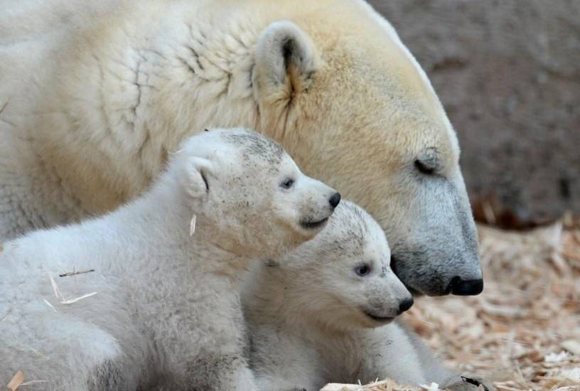 Un estudio advierte de desaparición de osos polares en la Bahía de Hudson a causa del calor