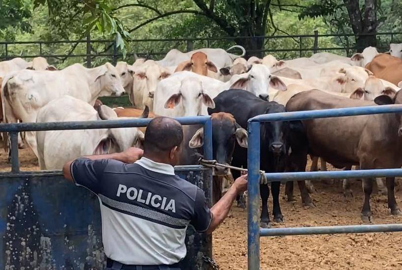 Chiriquí y Los Santos lideran los casos de hurto pecuario en el país