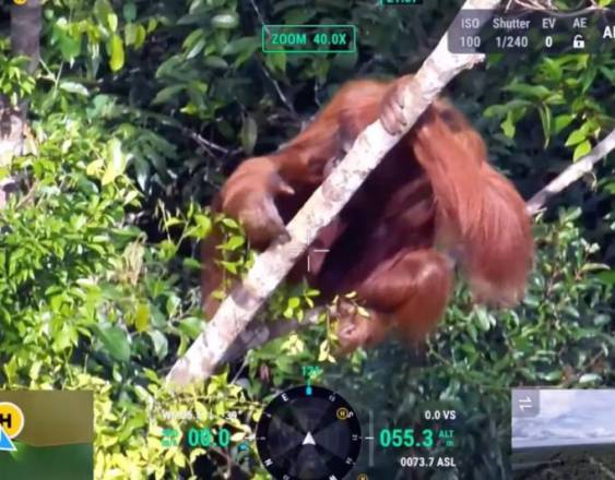 Cortesía | Cámaras térmicas y la IA de los drones ayudan a actualizar el censo de los orangutanes en Borneo.