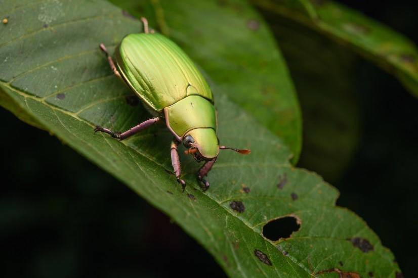 Ml | Una de especie de escarabajo descubierta por Barría.
