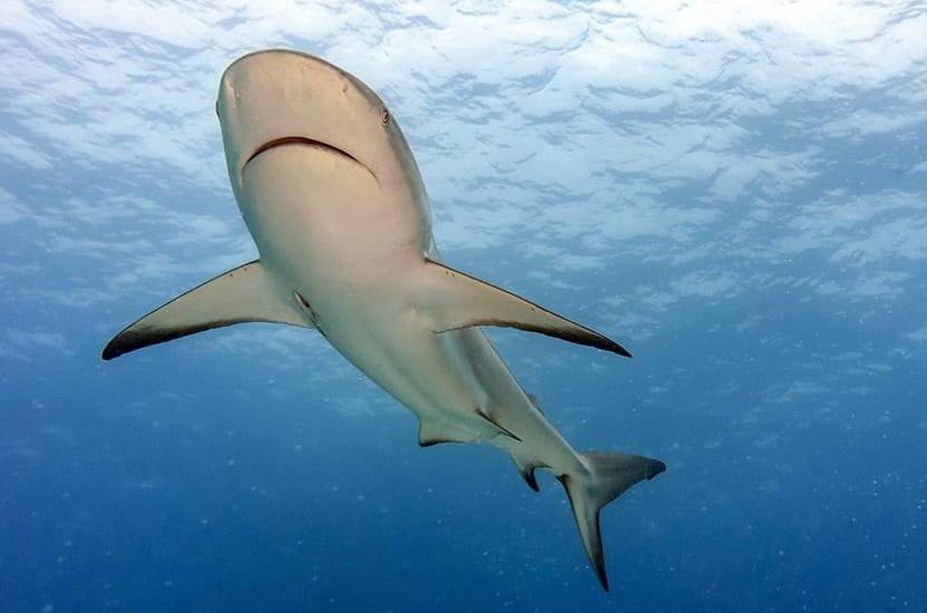ML | Panamá prohíbe exportaciones de tiburones. Foto: Eduardo Estrada.