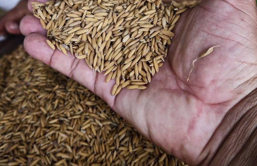 Productores recomiendan contingente de 786 mil quintales de arroz ante baja en siembra