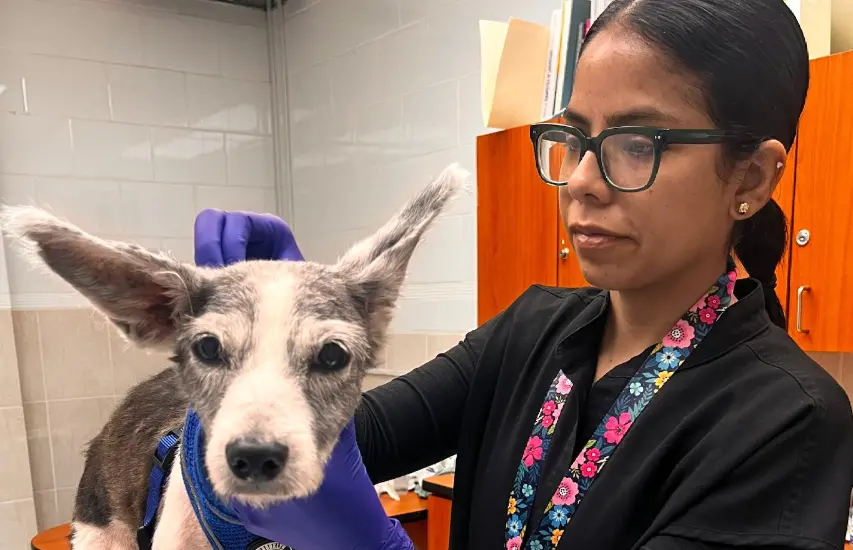Atención veterinaria a bajo costo en Complejo Corozal