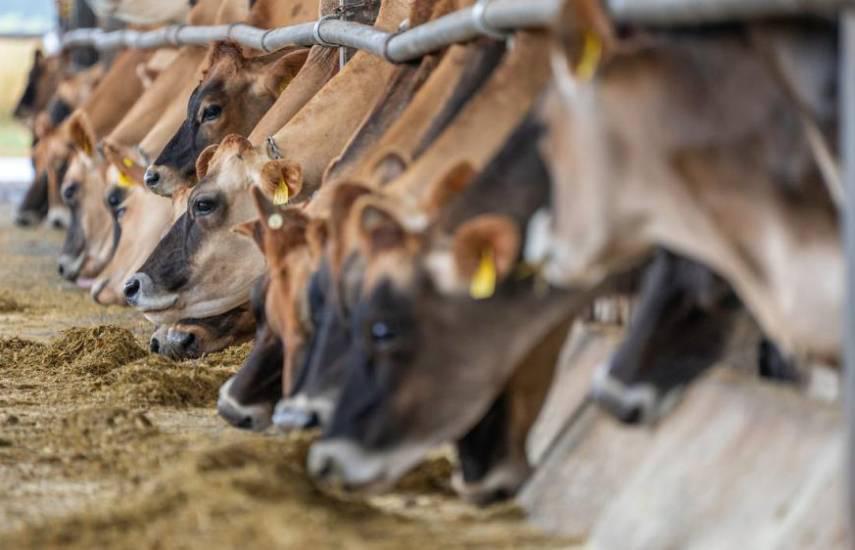PEXELS | Un grupo de vacas y toros se alimentan en una granja para luego ser sacrificadas y comercializadas en el mercado.