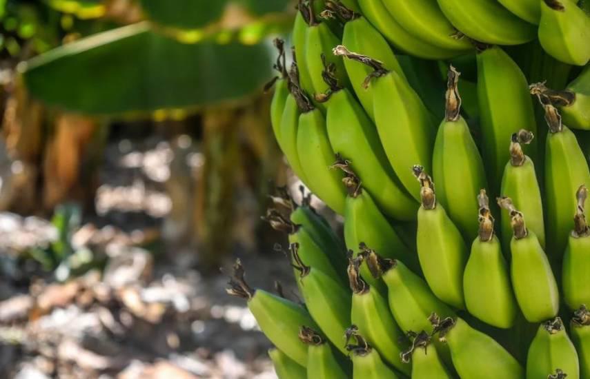 Empresa bananera Chiquita Panamá está analizando irse del país, revela ministro Tejada