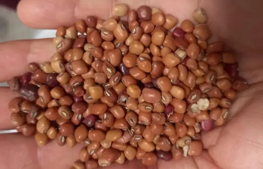 APACH analiza medidas para asegurar la comercialización del frijol