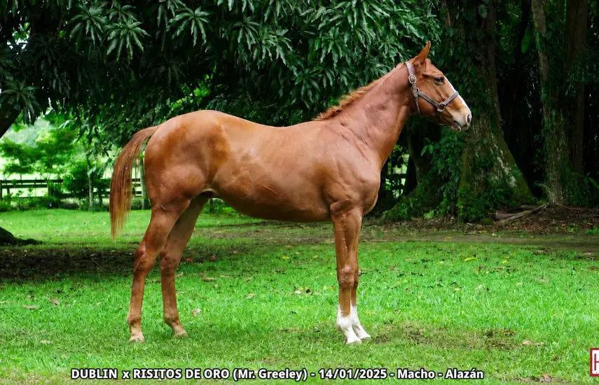Exhibición de equinos, previo a subasta