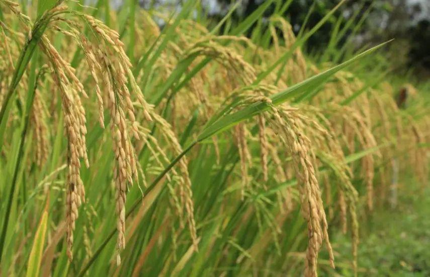 El contrabando de arroz y la tecnología, retos para el sector molinero