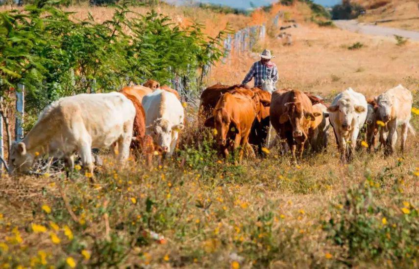 Alerta por casos de gusano barrenador