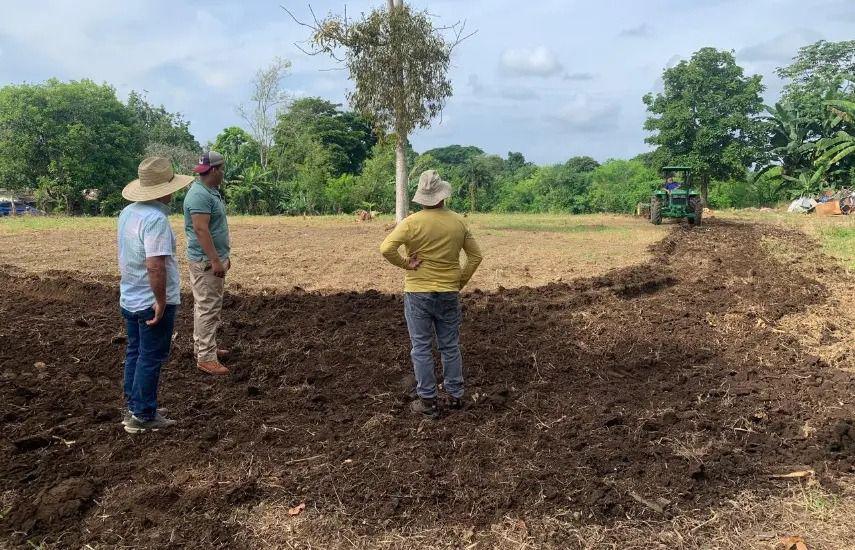 MIDA | tres productores en una zona de siembra y cosecha.