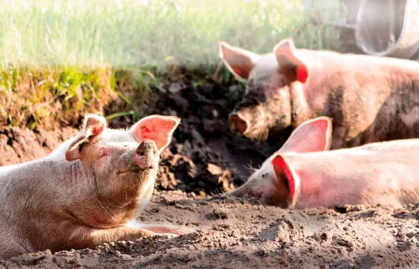 Aumentan exportaciones de carne de cerdo y pollo