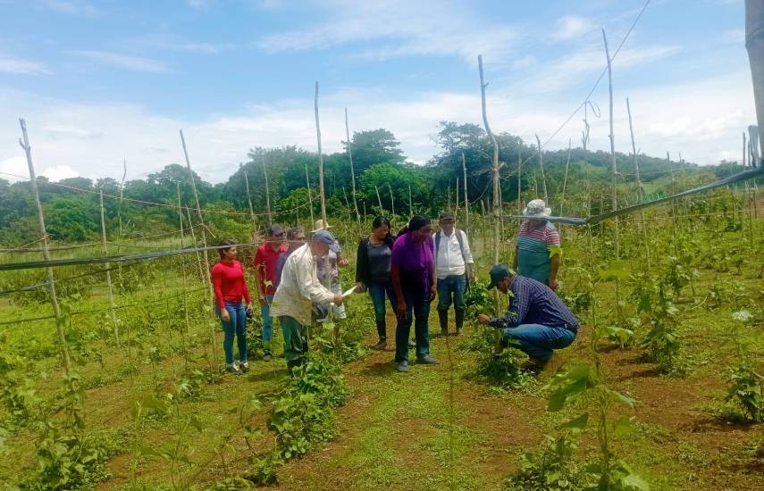 Productores de Panamá Oeste reciben apoyo técnico para fortalecer sus fincas agroforestales