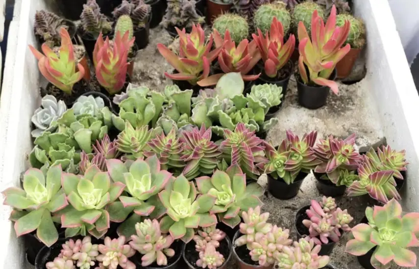 Entre el 7% y el 16% de las especies de plantas analizadas en un nuevo estudio podría extinguirse en 2100