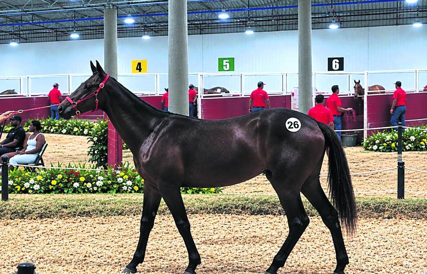 Subasta del Haras San Miguel llena todas las expectativas