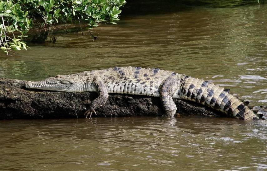 ML | Cocodrilo americano sobre la raíz de un árbol.
