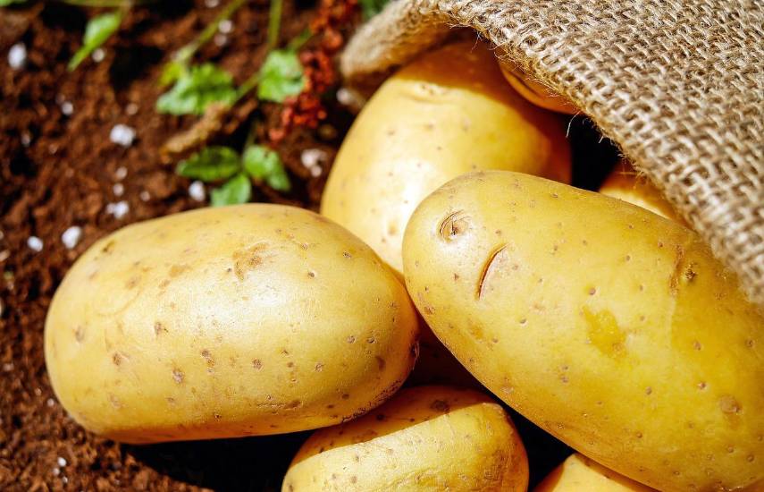 La producción de papa creció un 28.8% y superó los 518 mil quintales anuales