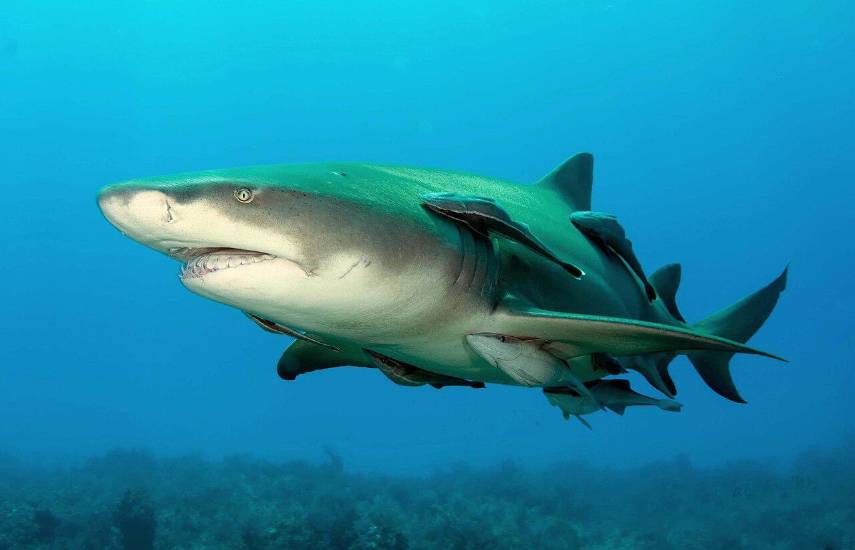 Confirman por primera vez presencia de tiburón limón en Coiba y revelan zona clave de crianza