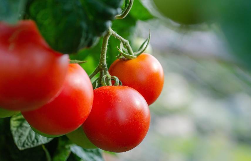 Producción de tomate supera los 132 mil quintales al año