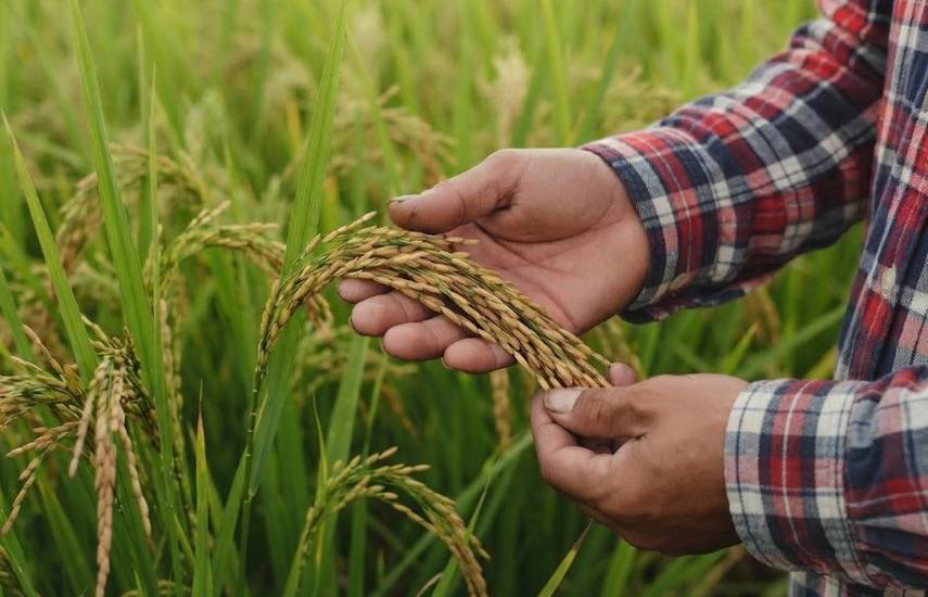 Cambio climático, tecnología y financiamiento, desafíos para el sector arrocero