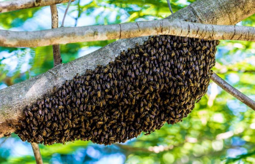 Mil emergencias relacionadas con abejas africanizadas se han atendido este año