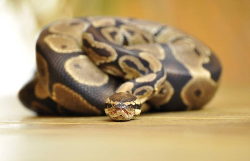 Sus características