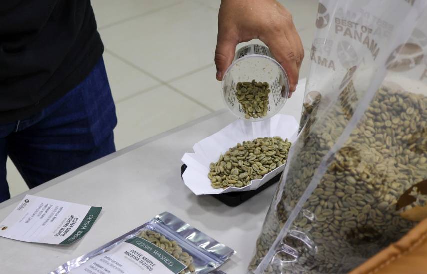 102 lotes de café panameño competirán en el Best of Panama