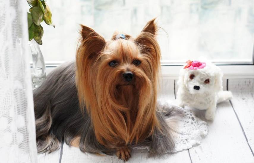 El arte de la peluquería canina