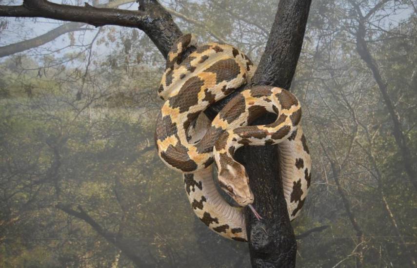 ¡Mascotas exóticas!