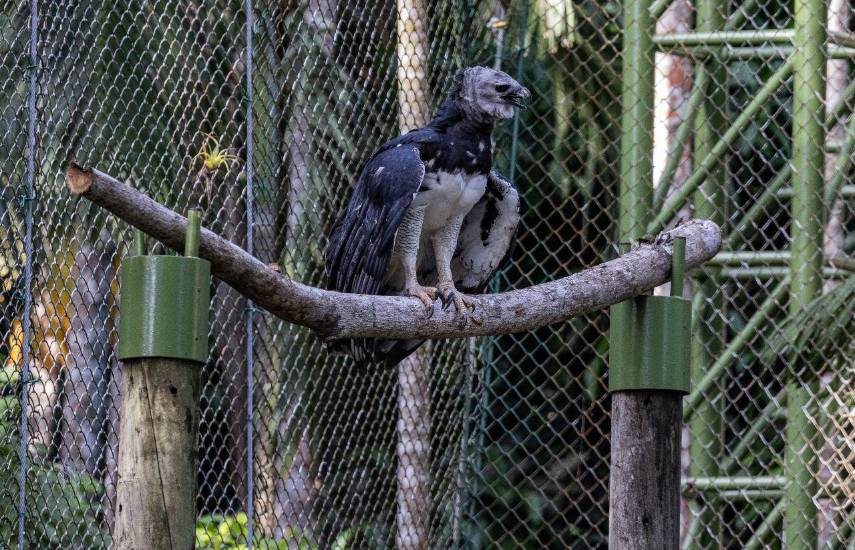 “Panamá”, el águila harpía del Parque Summit retornó a un recinto más amplio y moderno