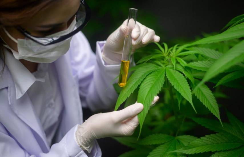Siete empresas podrán fabricar derivados del cannabis medicinal en el país