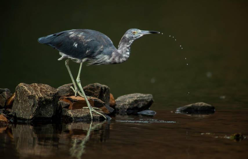 Aviturismo en el Casco Antiguo