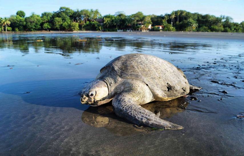 Cortesía | Tortuga marina en la playa va camino hacia mar abierto.