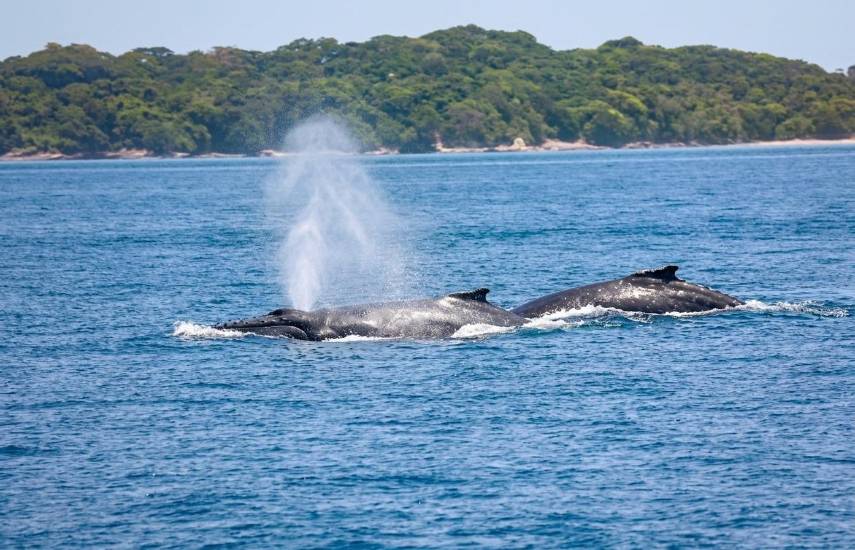 El ruido de embarcaciones afecta zonas marinas de Panamá