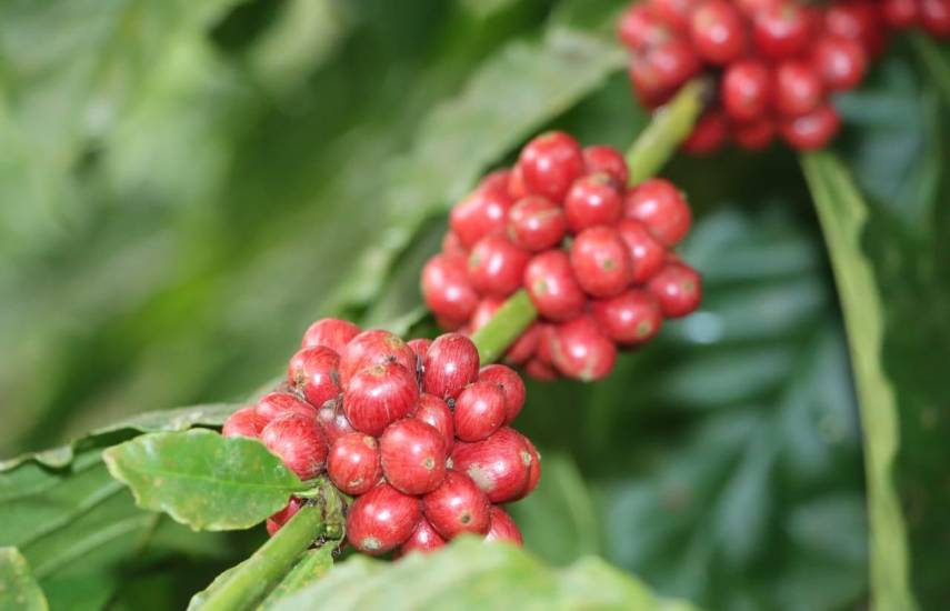 El MIDA acuerda alianzas para fortalecer al productor cafetero de Colón