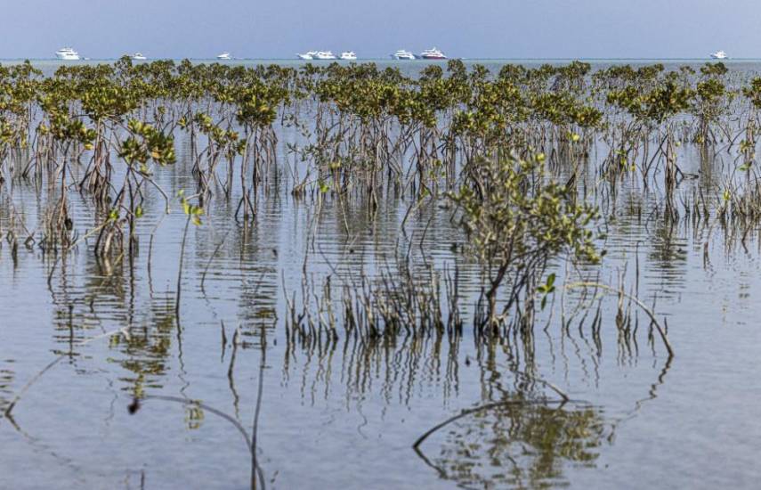 Los manglares egipcios del mar Rojo vuelven a la vida pese al turismo de masas