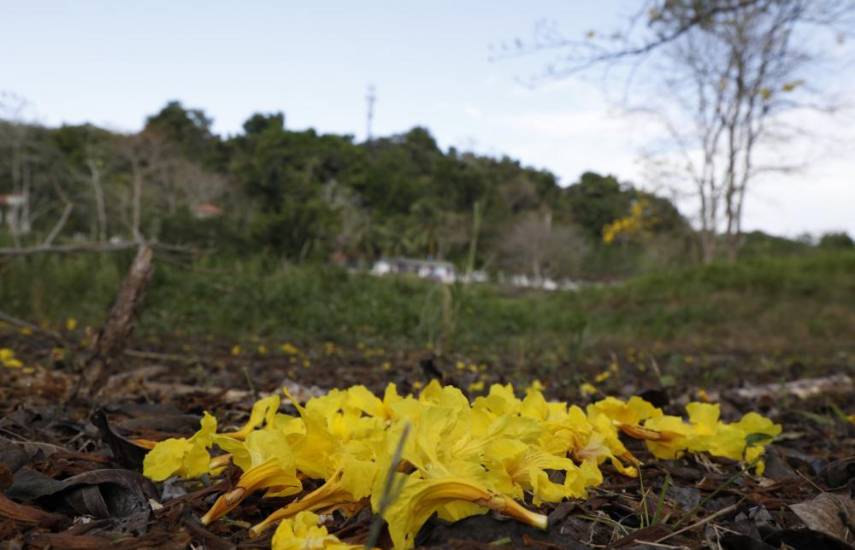 Rrefuerzan la protección del Guayacán en Panamá