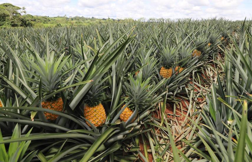 Panamá alcanza incremento histórico en la producción nacional