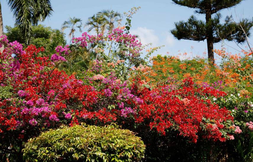 Árboles florales, un atractivo de las calles en la ciudad capital