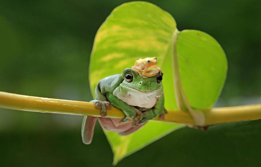 Los anfibios y su función como biocontroladores ambientales