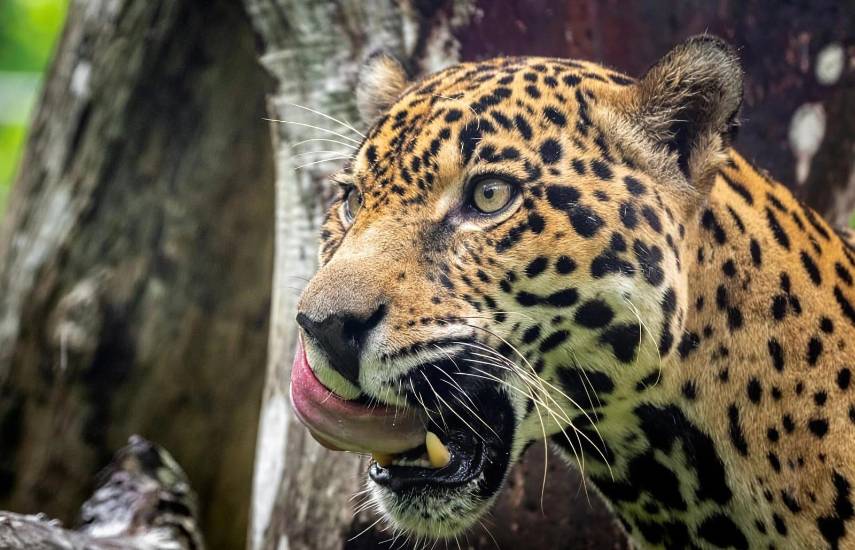 El Proyecto Jaguares Panamá hace historia