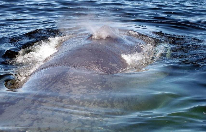 Las ballenas azules