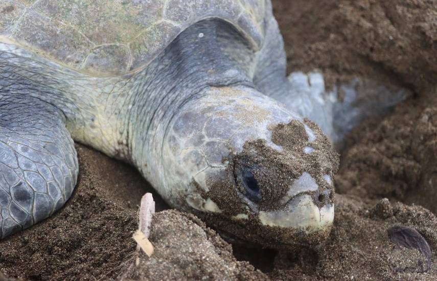 MiAMBIENTE instala el Comité Nacional para la Protección y Conservación de las Tortugas Marinas