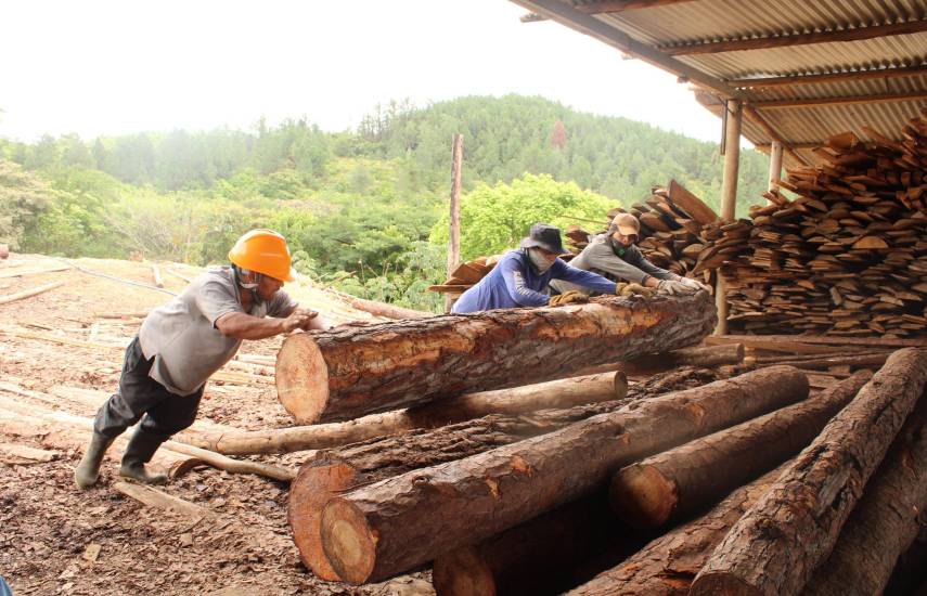 Herramienta de trazabilidad forestal para controlar el flujo maderero