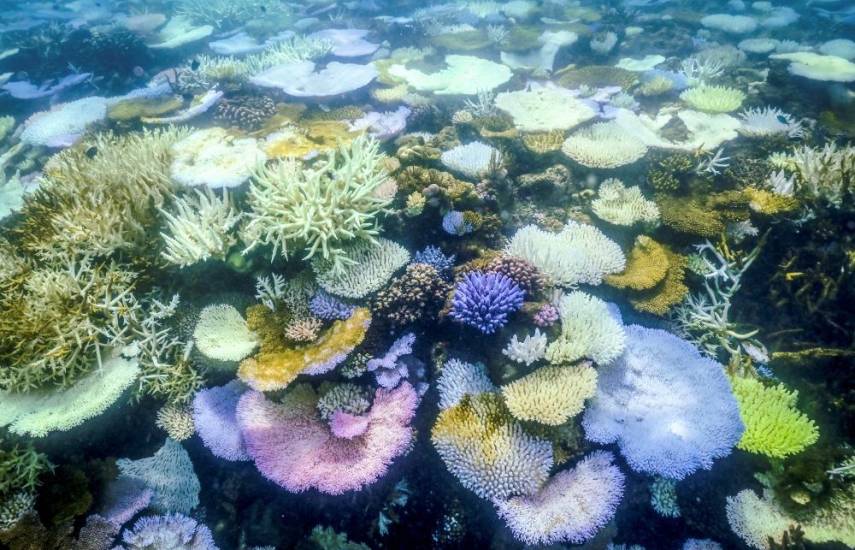 La Gran Barrera de Coral australiana, más amenazada que nunca